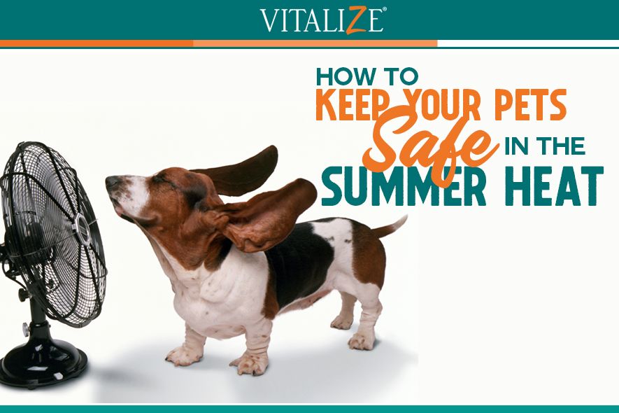 How to Keep your Pets Safe in the Summer Heat - Vitalize Canine