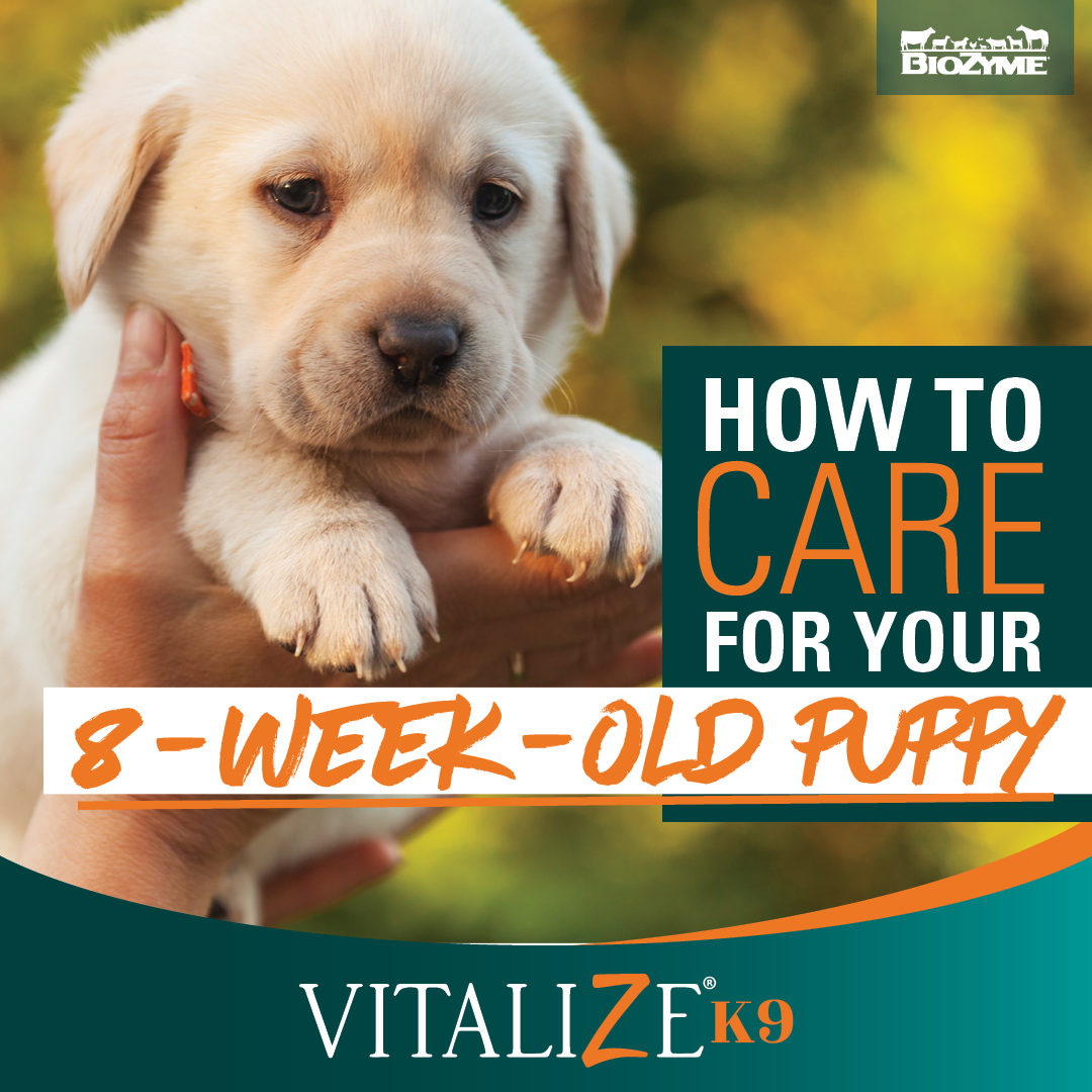 How to Care for Your 8 week old Puppy Vitalize Canine