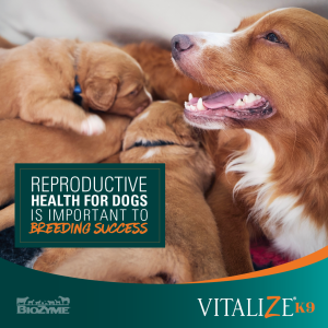 Reproductive Health for Dogs