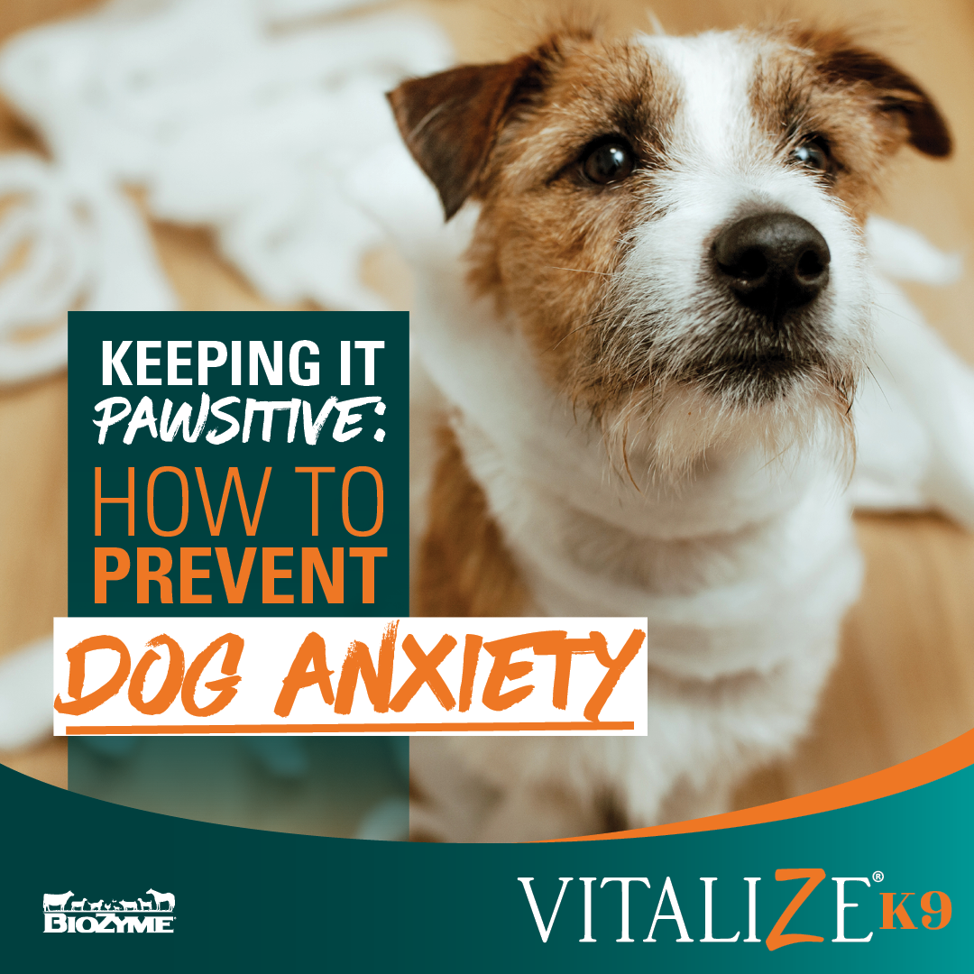 Keeping it Pawsitive How to Prevent Dog Anxiety Vitalize Canine