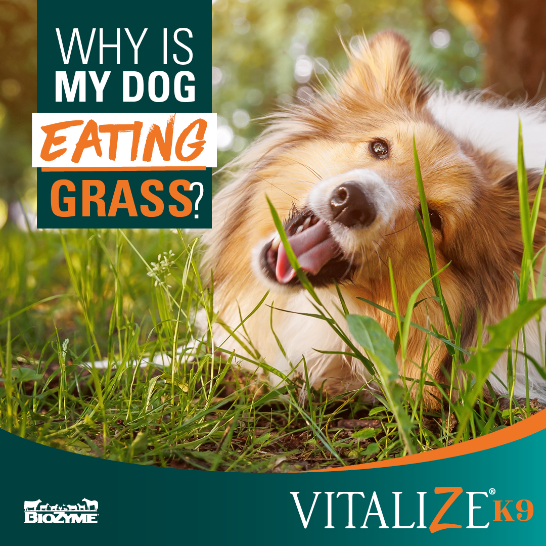 Why is My Dog Eating Grass? - Vitalize Canine