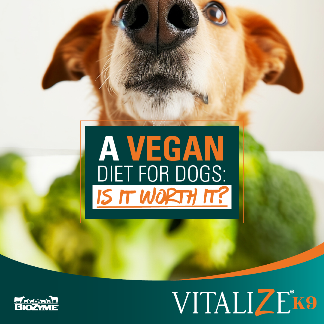 Dog vegan diet best sale