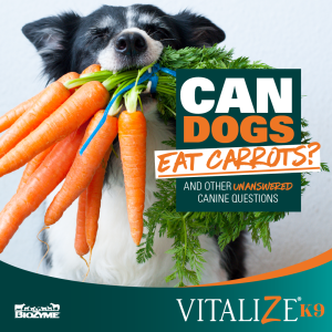 can dogs eat carrots?