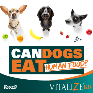 can dogs eat human food