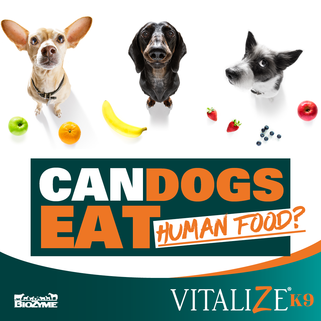 Can Dogs Eat Human Food Vitalize Canine