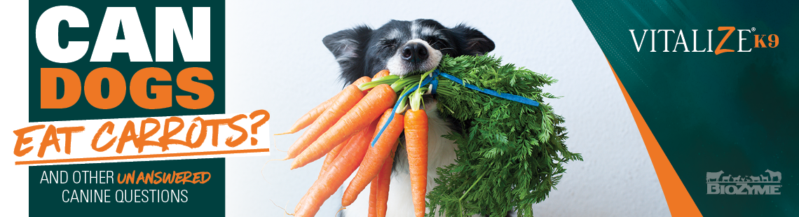 Can Dogs Eat Carrots And Other Unanswered Canine Questions Vitalize Canine