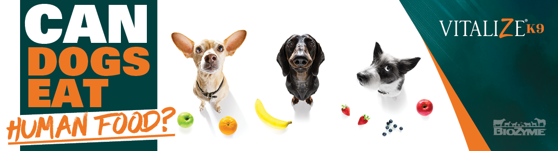 Dog will only eat human food best sale