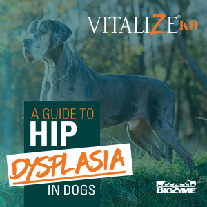 hip dysplasia in dogs