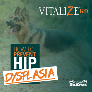 hip dysplasia in dogs