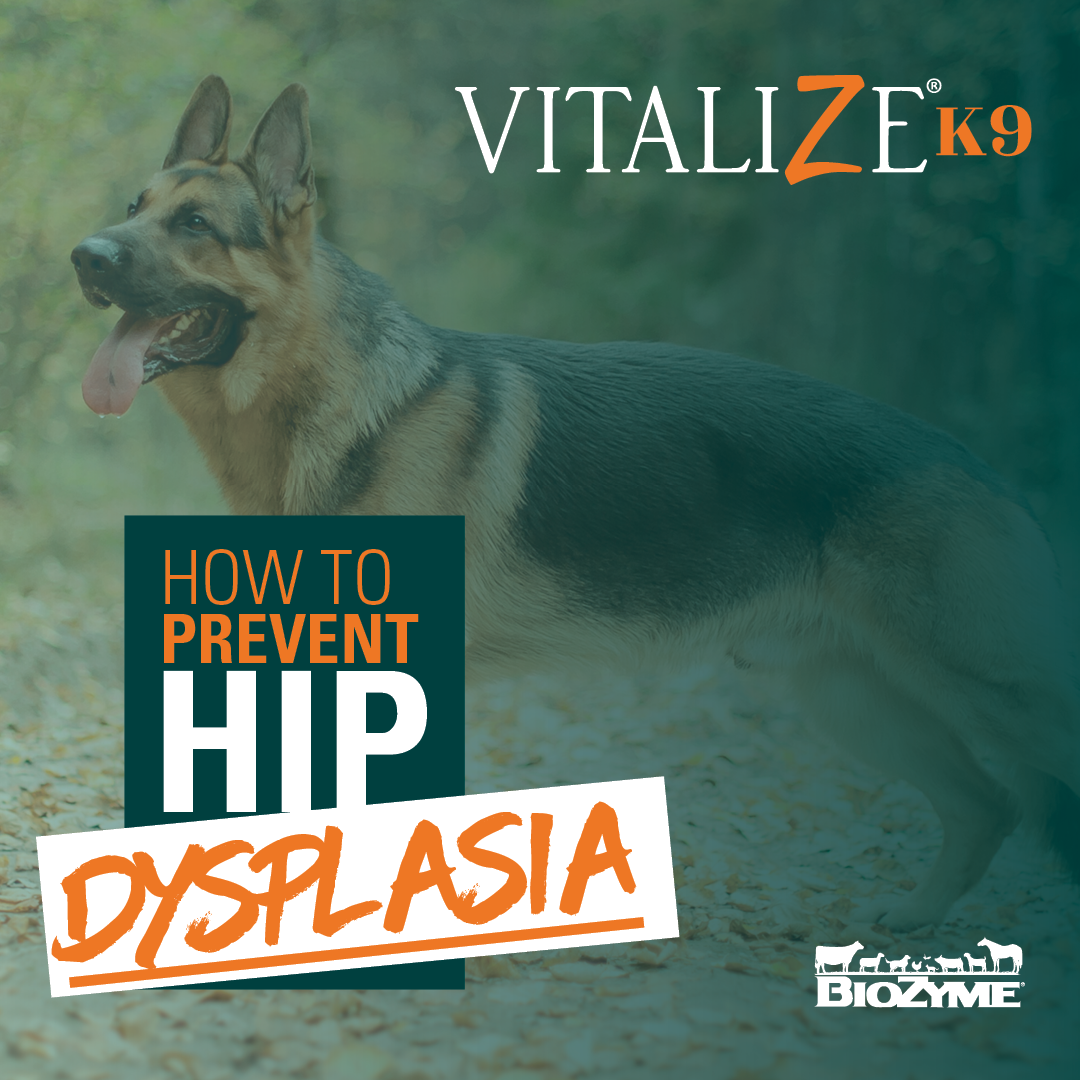 How to Prevent Hip Dysplasia in Dogs - Vitalize Canine