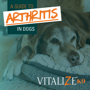 arthritis in dogs