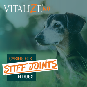 stiff joints in dogs