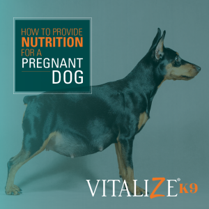 Nutrition for pregnant dogs hotsell