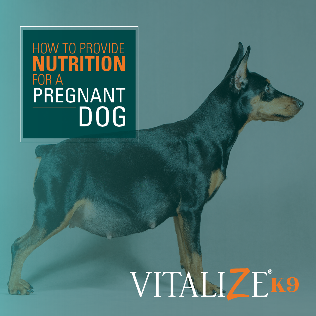 Photo inspiration: Pregnant Dogs Eating Grass Pregnancy And Health Reference: How To Provide Nutrition For Pregnant Dogs