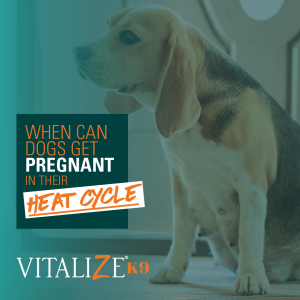 When Can Dogs Get Pregnant in Their Heat Cycle