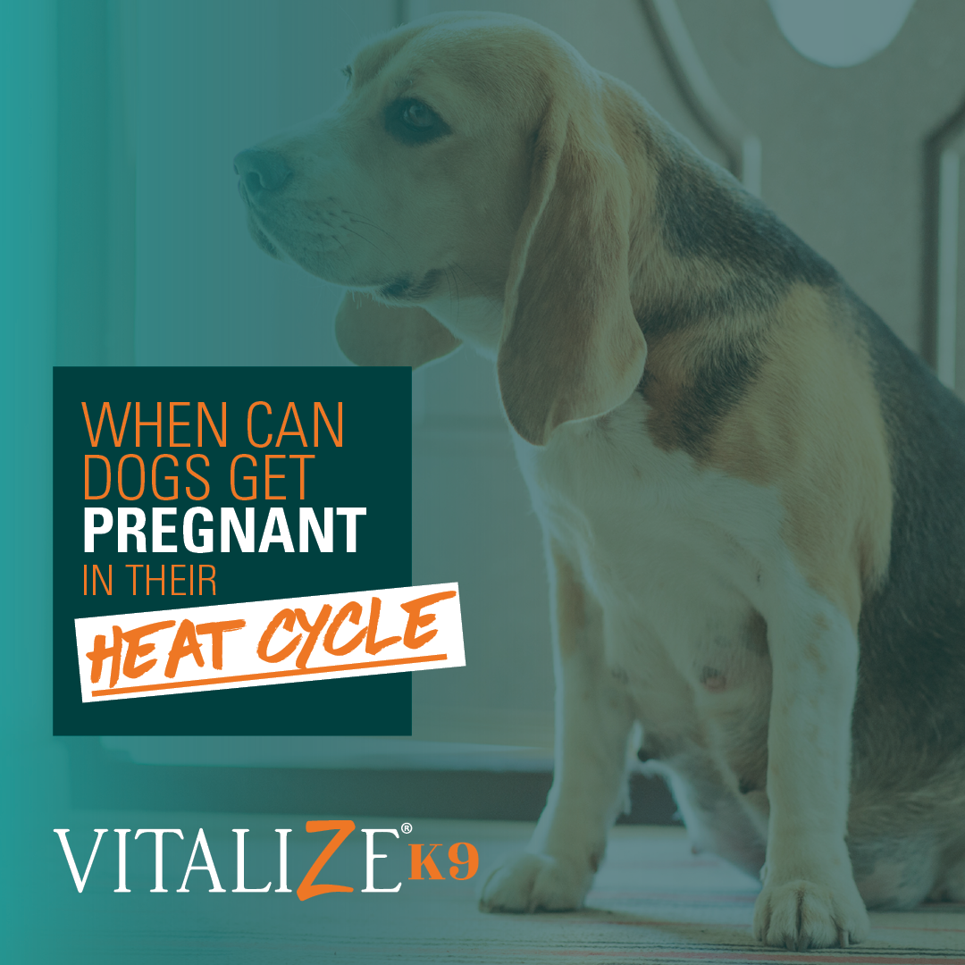 Can Dogs Only Get Pregnant In Heat