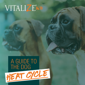 dog heat cycle