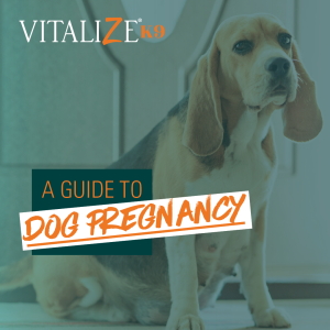 dog pregnancy